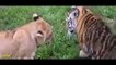 Top 10 Craziest Animal Fights Lion vs Tiger vs Bear   Wild Animal Attacks