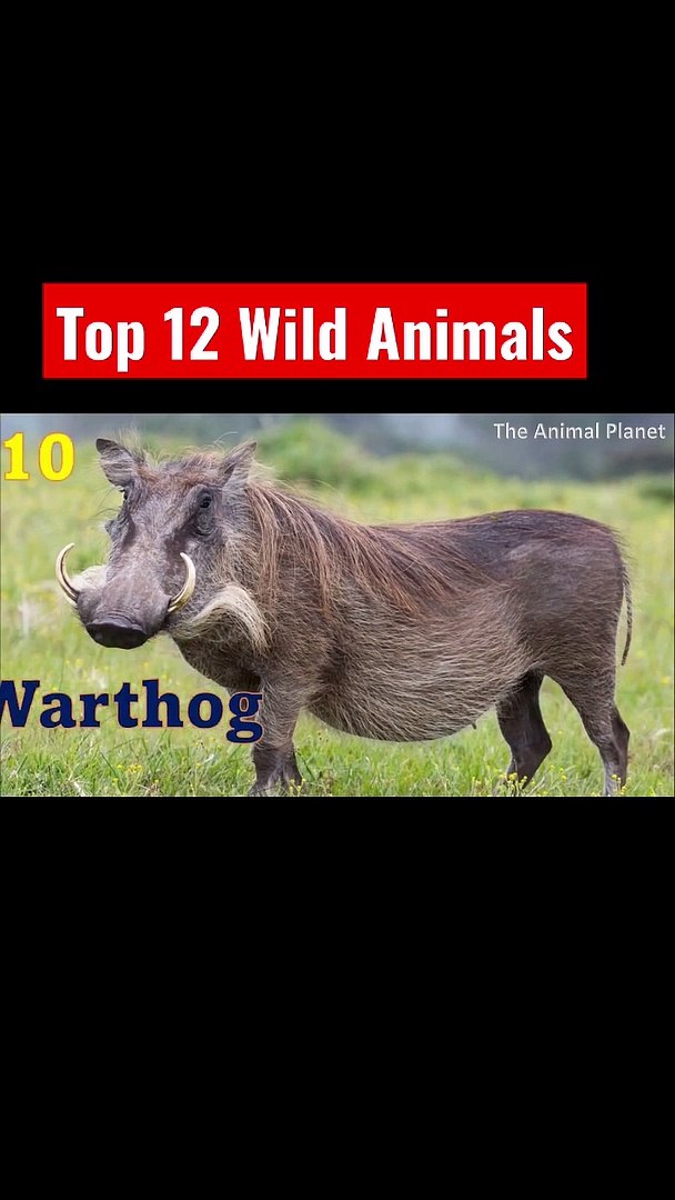 ⁣Top 12 Wild Animal Names │Africa Safari Animals │Wildlife Animals │YouTube Shorts │The Animal Planet