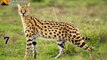 Wild Cats of the World │Top 12 Wild Cat Family │Wildlife Animals │The Animal Planet