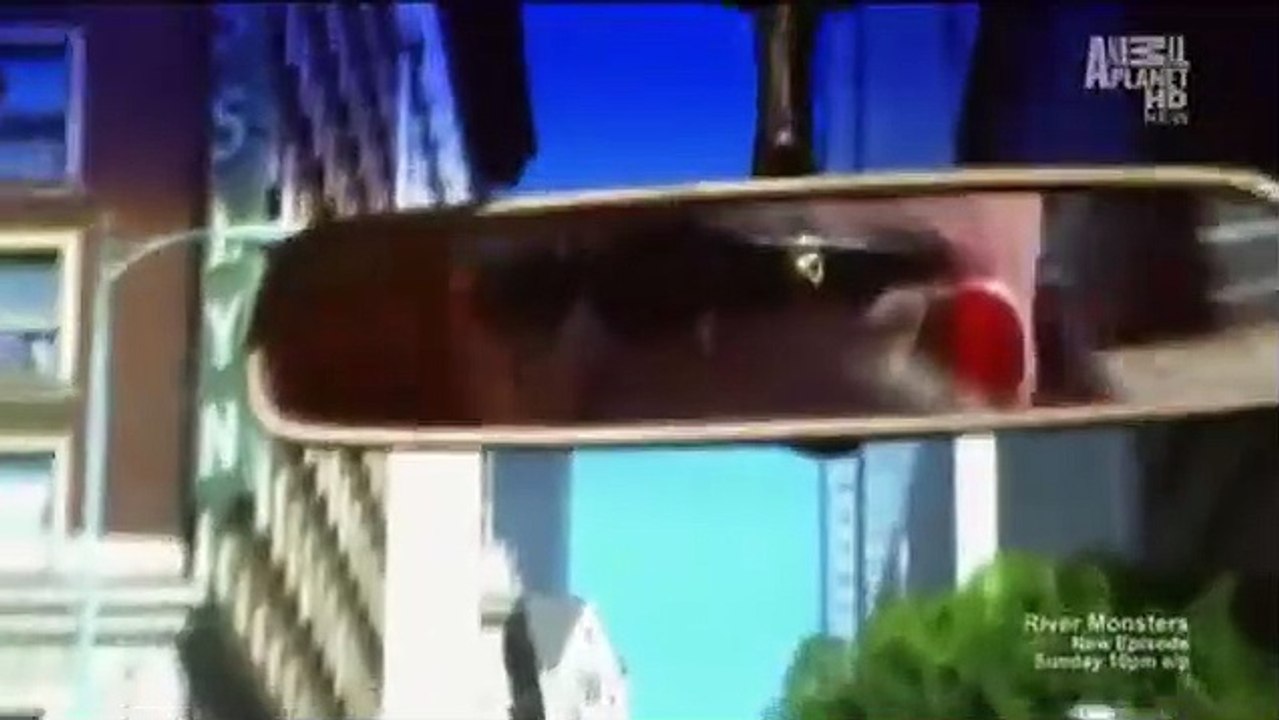 My Cat from Hell - Se1 - Ep03 - Wildcat! HD Watch