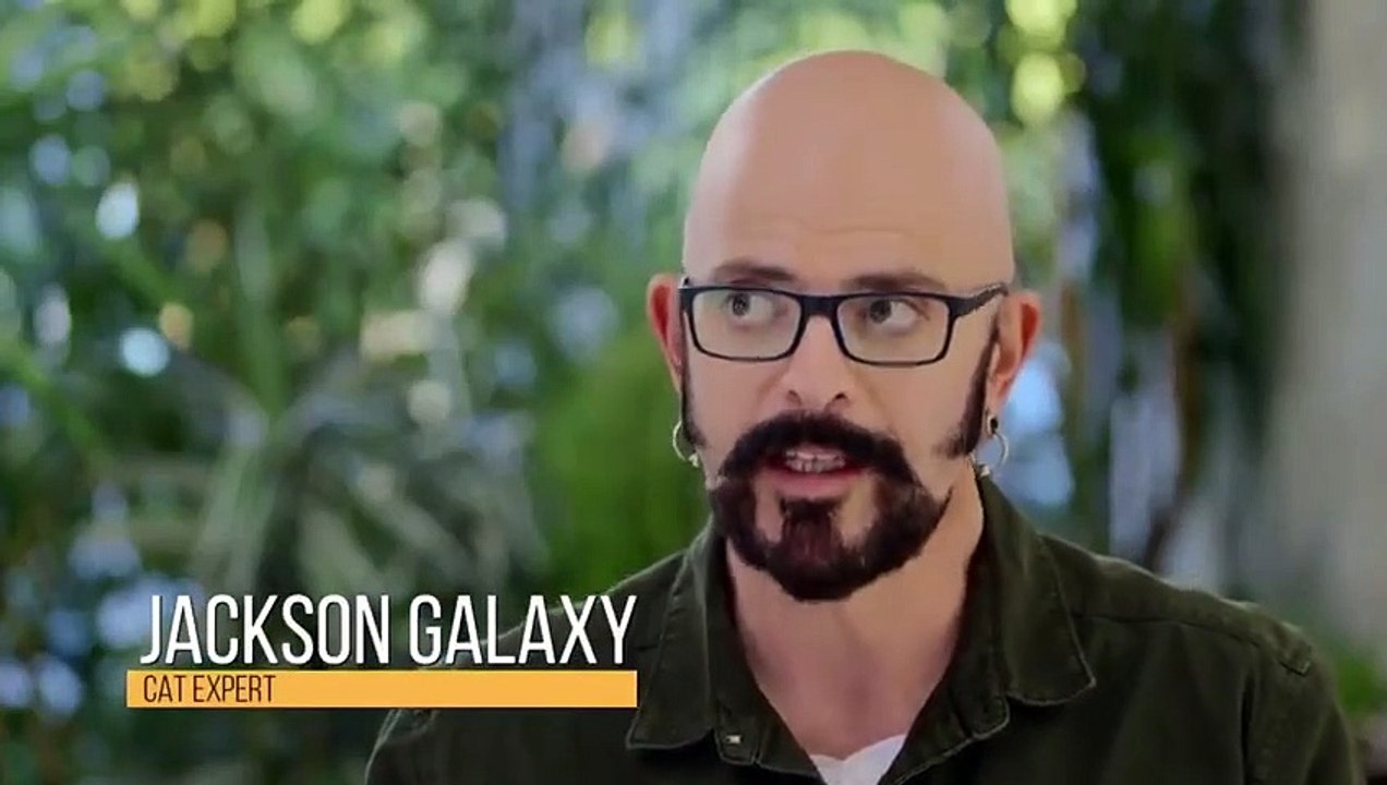 My Cat from Hell - Se10 - Ep03 - Ferocious Foster HD Watch