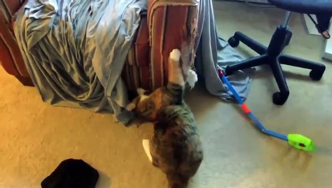 My Cat from Hell - Se10 - Ep04 - Fluffy's Last Stand HD Watch