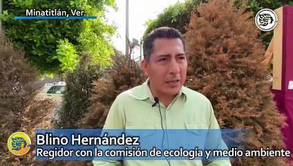 Esperan reciclar más de 500 árboles en Minatitlán