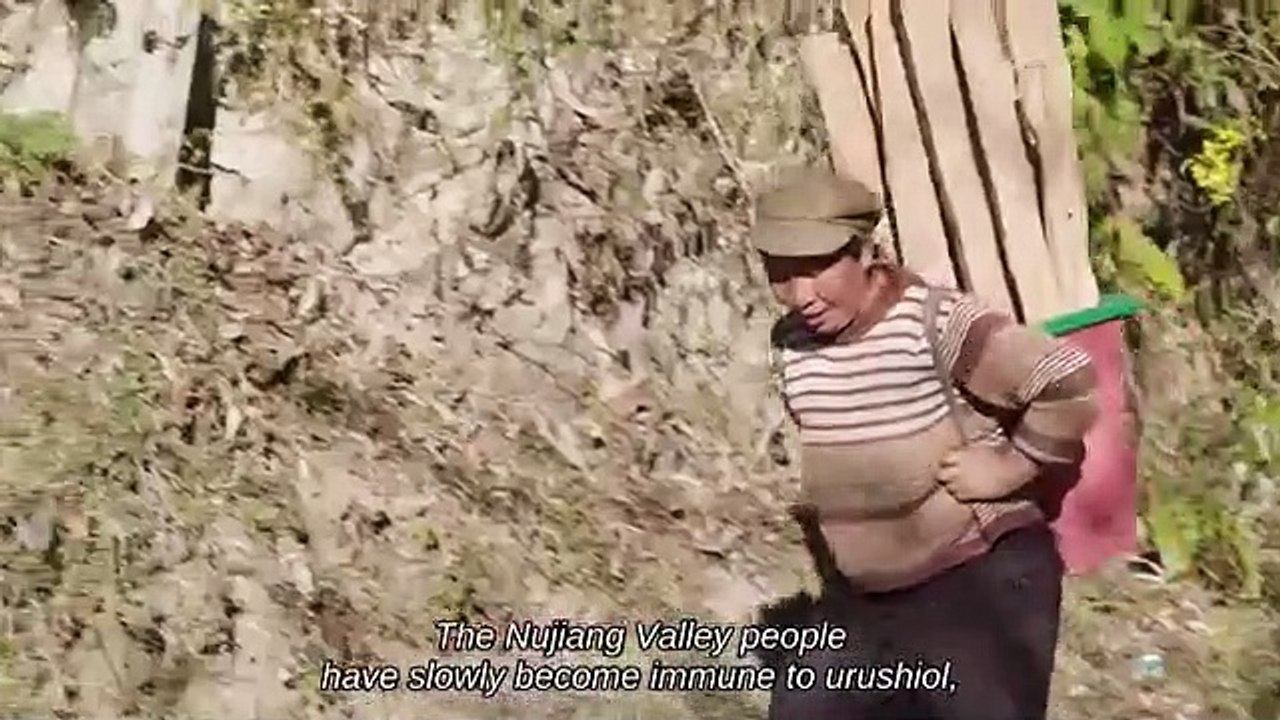 Flavorful Origins - Se2 - Ep04 - Lacquer Seed Oil HD Watch