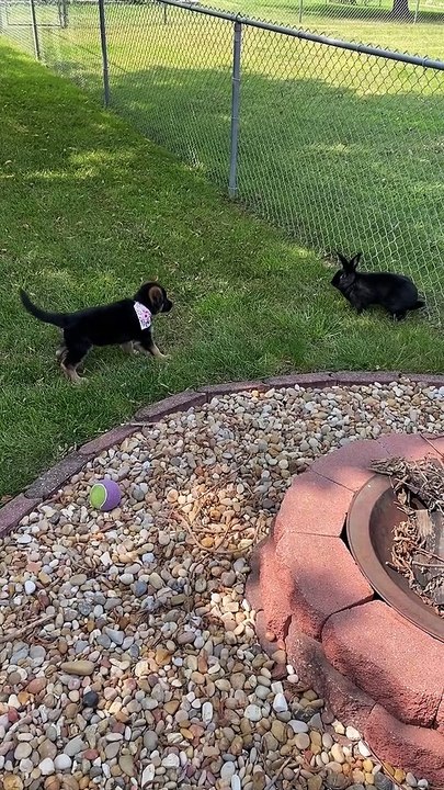 Bunny and Pupper Meet