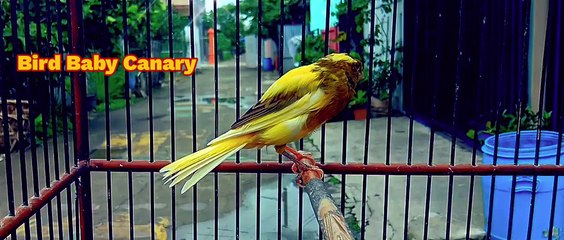 Canary Bird Baby