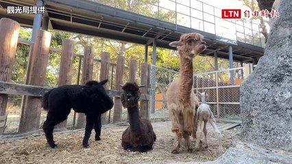 羊駝新生兒亮相！壽山動物園31隻寶寶熱鬧過新年(觀光局提供)