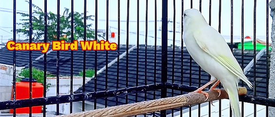 Canary Bird White