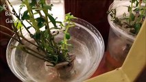 Easy way to grow the rice paddy herb