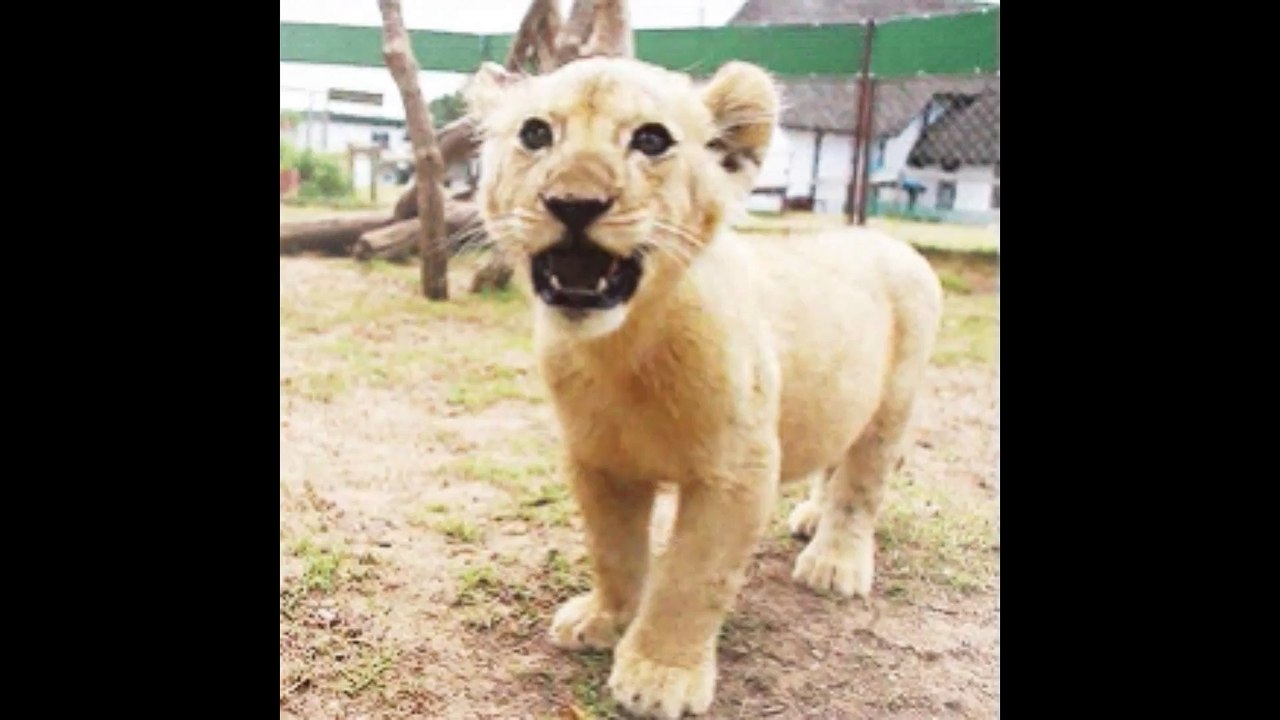 The Lion. English Composition No. 1