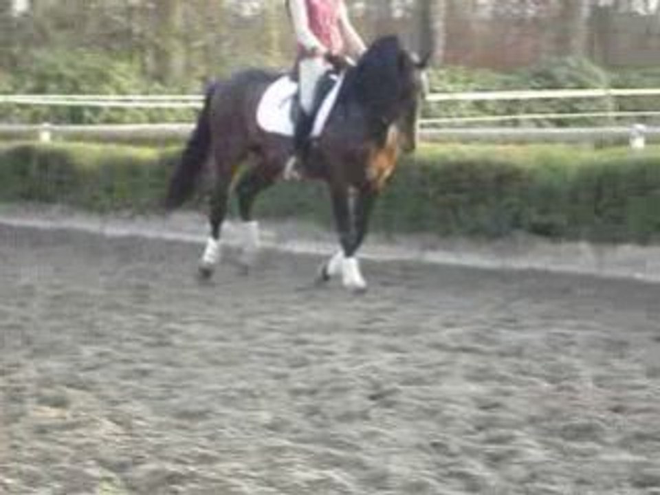 Pericon Pure Race Espagnole 6 ans