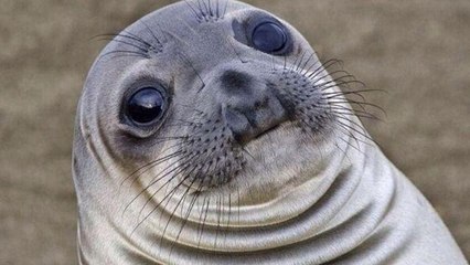 Why "The Bear" Should Hold Off for at Least Two Seasons Before Visiting a Carmy and...