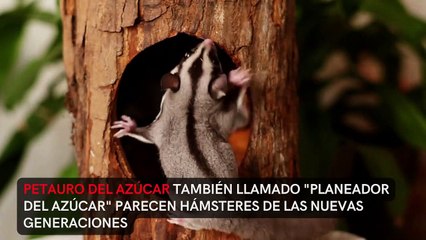 Conoce mascotas más raras del mundo