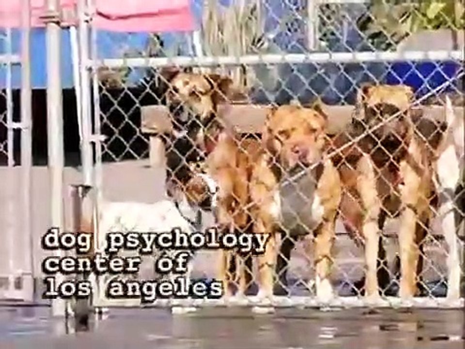 Dog Whisperer with Cesar Millan - Se1 - Ep11 HD Watch