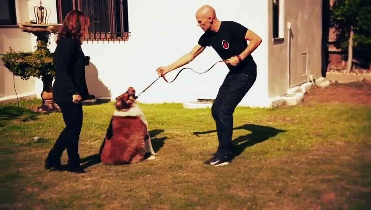 Dog - Impossible - Se2 - Ep08 - Split Pawsonality HD Watch