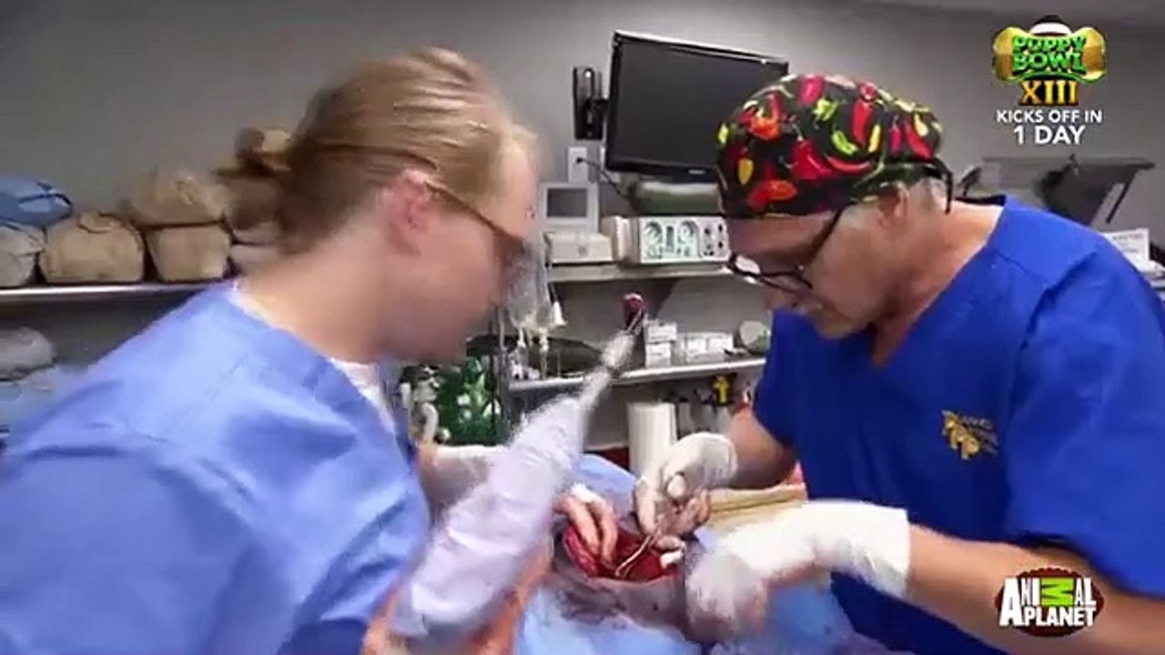 Dr. Jeff - Rocky Mountain Vet - Se3 - Ep01 HD Watch