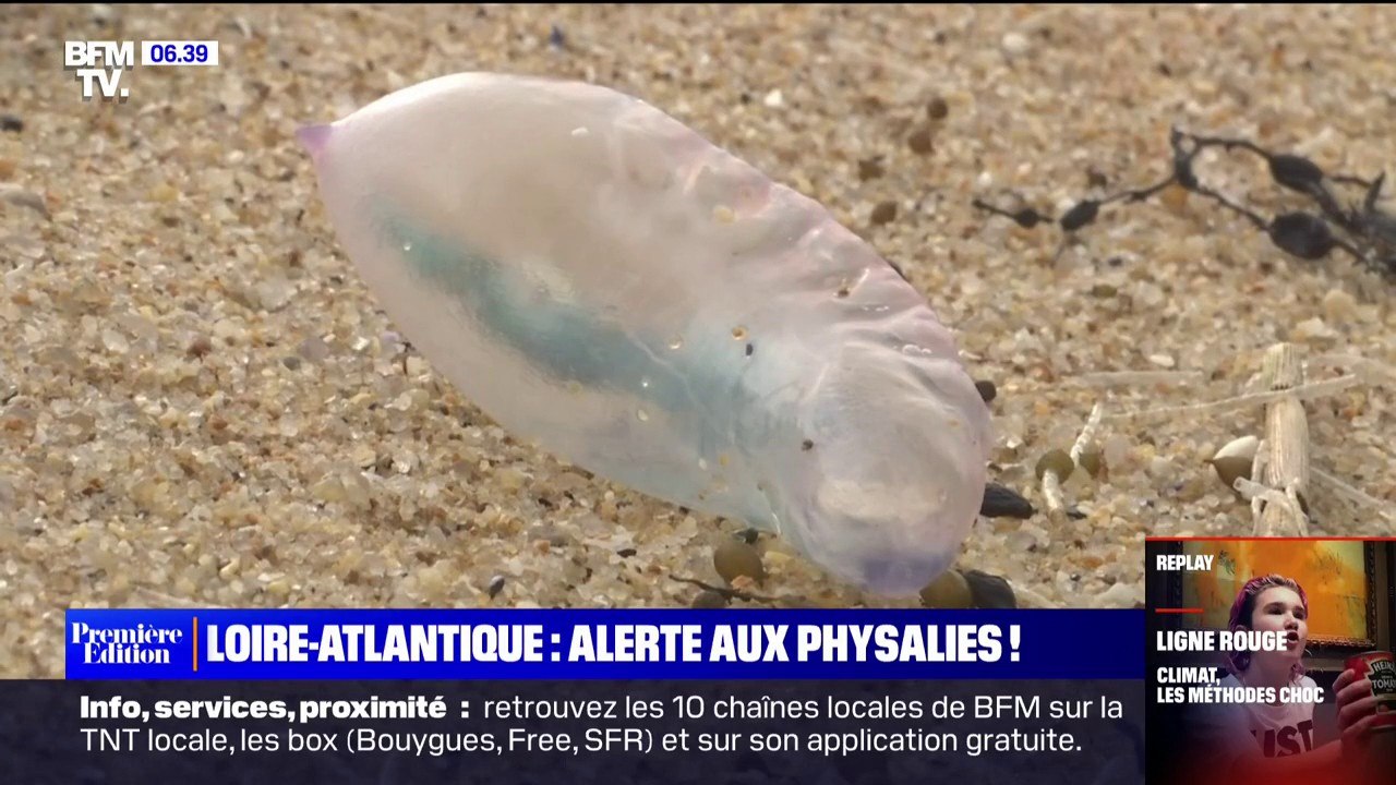 "Attention, ne touchez pas aux physalies": l'ARS des Pays de la Loire alerte de leur présence sur le littoral atlantique