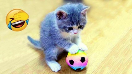 Wow So Cute - Funniest Cats and Dogs Part 8