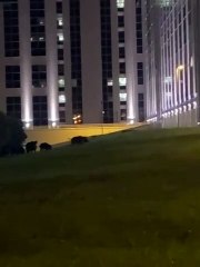 "La Cittadella regionale presa d'assalto dai cinghiali"