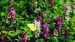 Relaxing Music and Birds Chirping Sounds with Beautiful Calmly Butterfly and Garden  Flowers