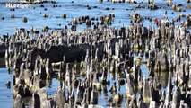 Van Gölü kıyısında en büyük mikrobiyalit oluşumuna rastlandı