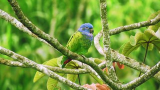 001 Beautiful Bird wITH Relaxing Music and Nature