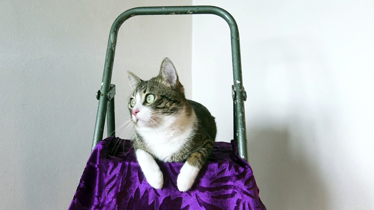 Kitten Climbed on a Ladder