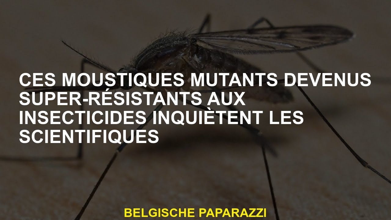 Ces moustiques mutants qui sont devenus super résistants aux insecticides inquiètent les scientifiqu