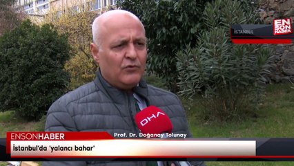 İstanbul'da 'yalancı bahar'a aldanan bazı ağaçlar çiçek açtı