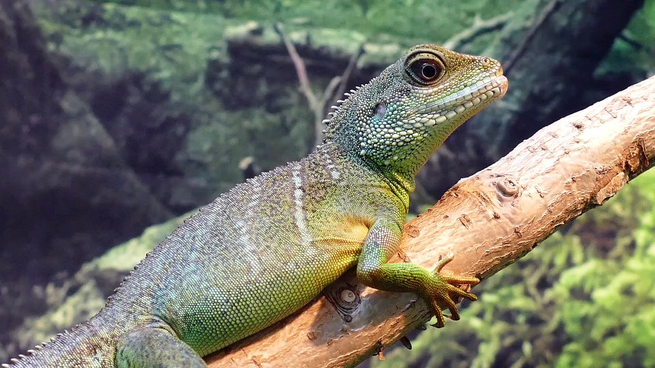 Amazing   water Dragon