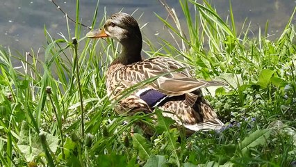 Mallard Duck