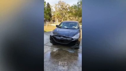 53.The Funniest Dogs Videos Ever! - Try not to Laugh Challenge!