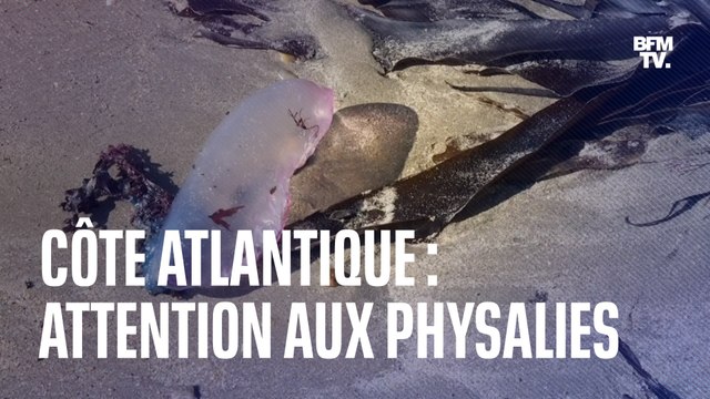 Côte Atlantique: les autorités mettent en garde contre les physalies échouées