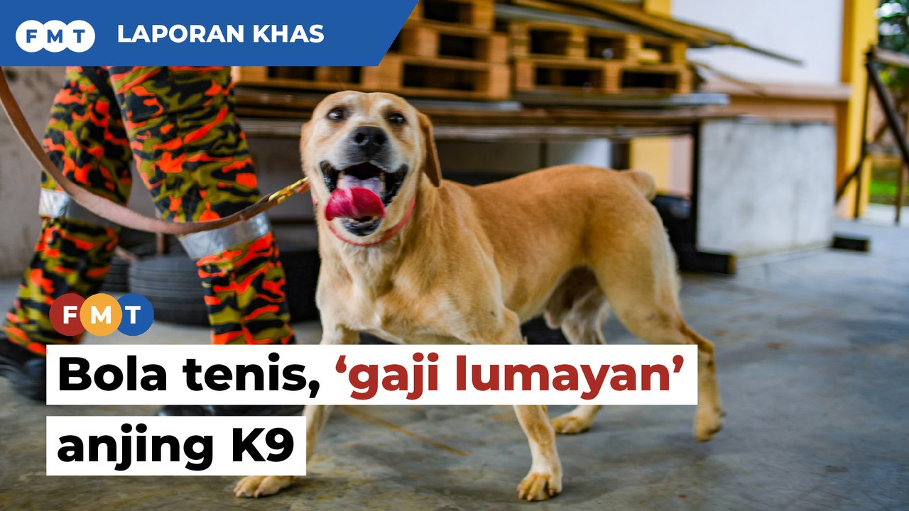 Bola tenis, 'gaji lumayan' yang ditunggu anjing...