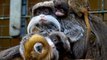 Zoo de la Palmyre : naissance de deux bébés tamarins empereurs, une espèce menacée par la déforestation et le braconnage