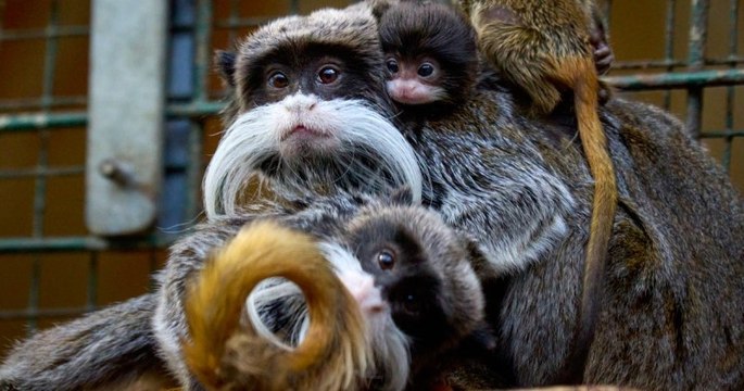 Zoo de la Palmyre : naissance de deux bébés tamarins empereurs, une espèce menacée par la déforestation et le braconnage