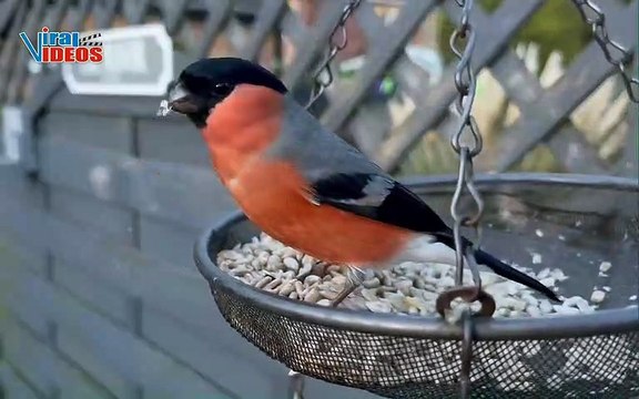 The Bullfinch in all its Beauty | Nature is Amazing | Viral Videos