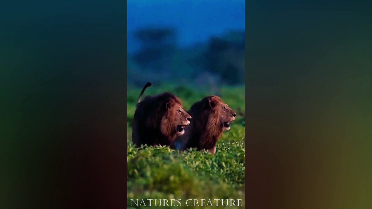 Lion King of Kingdom