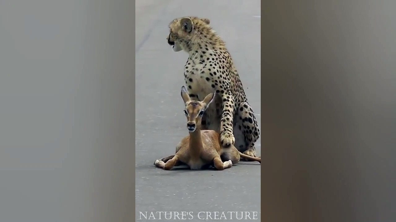 A young cheetah makes its first kill