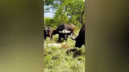 Buffaloes Trample Old Lion