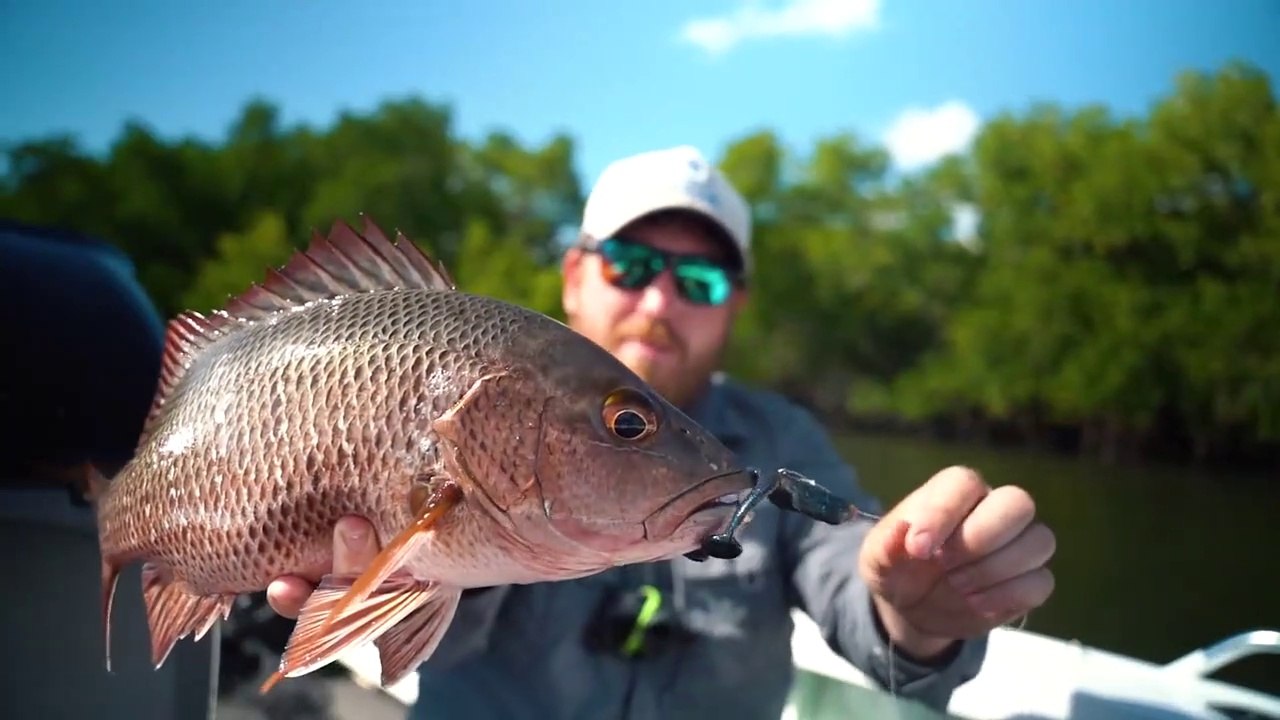 SIGHT CASTING Jacks and Barra in Island Creek #fishing #fish,