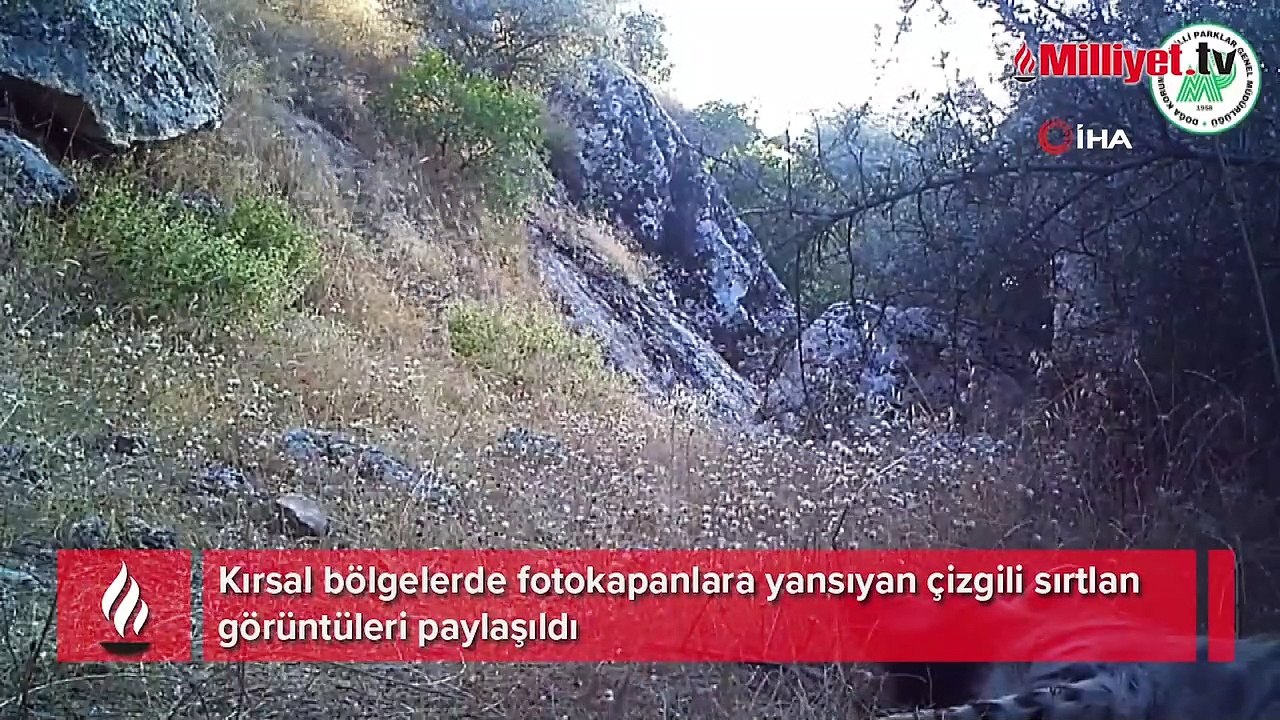 Nesli tehlike altındaki çizgili sırtlan fotokapanlara böyle yansıdı
