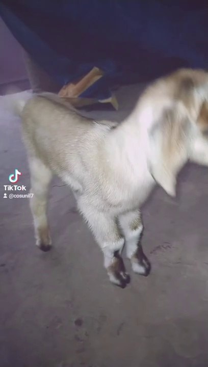 Lovable pet