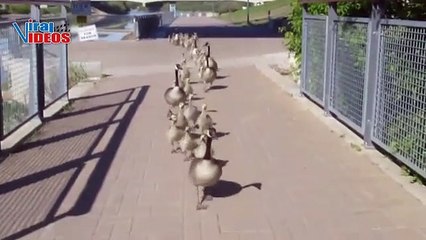 Canadian Geese Birds Family | Nature is Amazing | Viral Videos