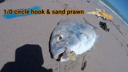 Fishing a new moon spring tide #fishing #fish #fishingfish