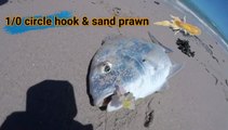 Fishing a new moon spring tide #fishing #fish #fishingfish