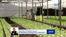 Hydroponics o pagtatanim na 'di gumagamit ng lupa, maaaring gawin sa urban farming | Saksi