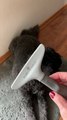 FURminator Grooming Rake, Removes Loose Hair and Tangles