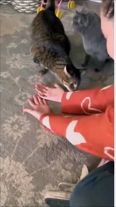 Elle a touché un autre chat, et le sien est très jaloux
