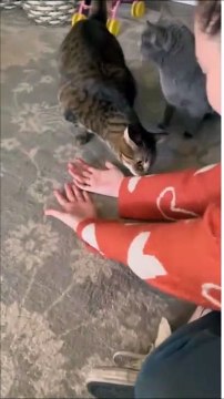 Elle a touché un autre chat, et le sien est très jaloux